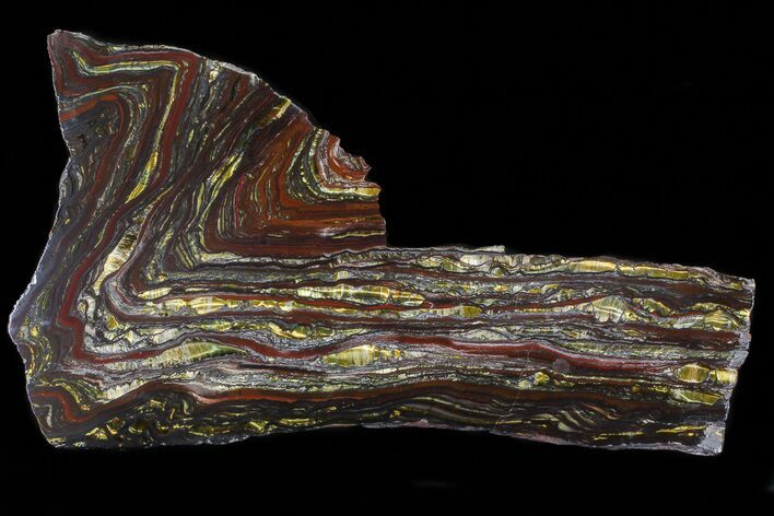 Polished Tiger Iron Stromatolite - ( Billion Years) #69774